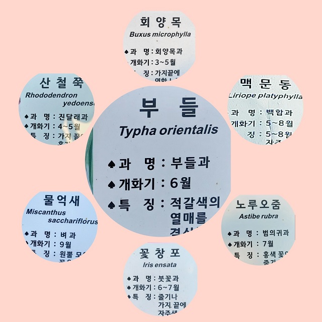 각종 꽃 설명도